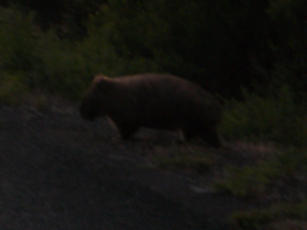 Wombat