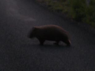 Wombat