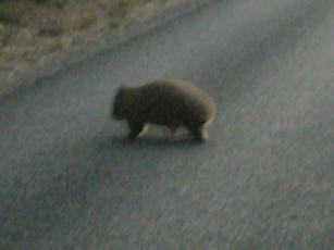 Wombat