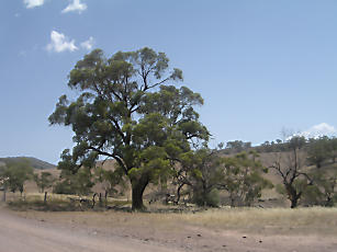 HarridRock