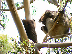 Koalawalk