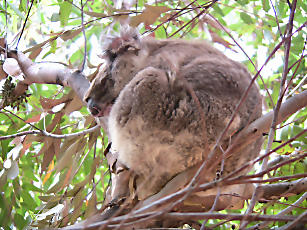 Koalawalk