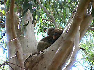 Koalawalk