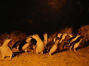 PhillipIsland