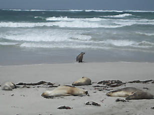 SealBay