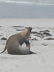 SealBay