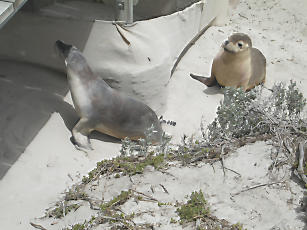 SealBay