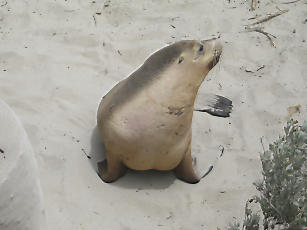 SealBay