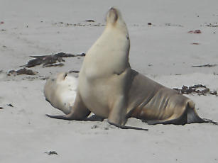 SealBay