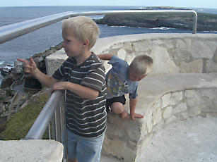 Seelöwen