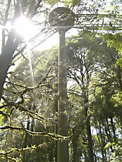 TreeTopWalk