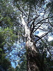 TreeTopWalk