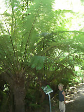 TreeTopWalk